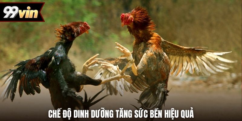 Chế độ dinh dưỡng tăng sức bền hiệu quả