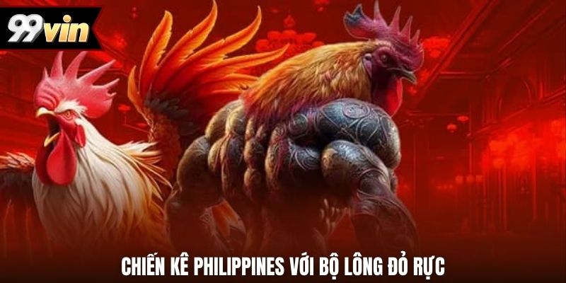 Chiến kê Philippines với bộ lông đỏ rực