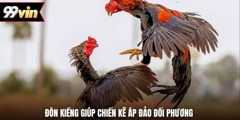 Đòn kiềng giúp chiến kê áp đảo đối phương 