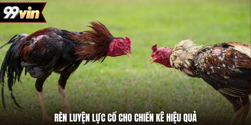 Rèn luyện lực cổ cho chiến kê hiệu quả