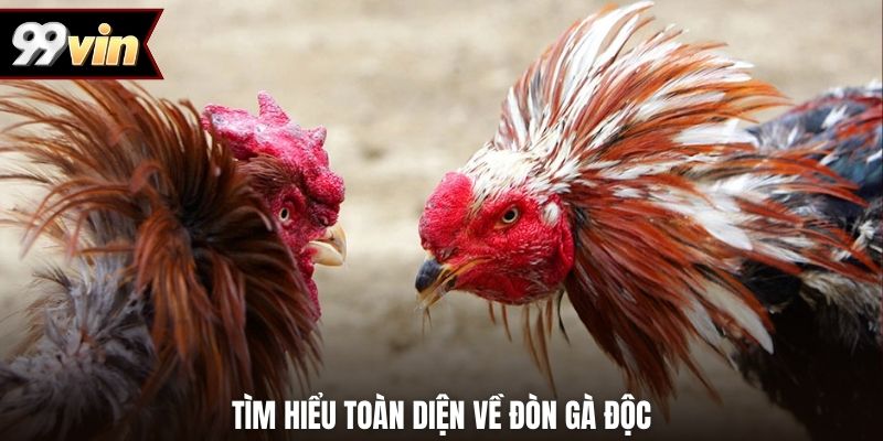 Tìm hiểu toàn diện về đòn gà độc